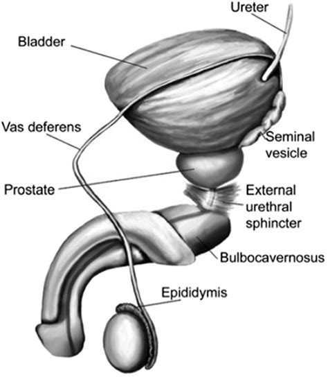 dick pis|Penis: Anatomy, Picture, Erection, and Ejaculation